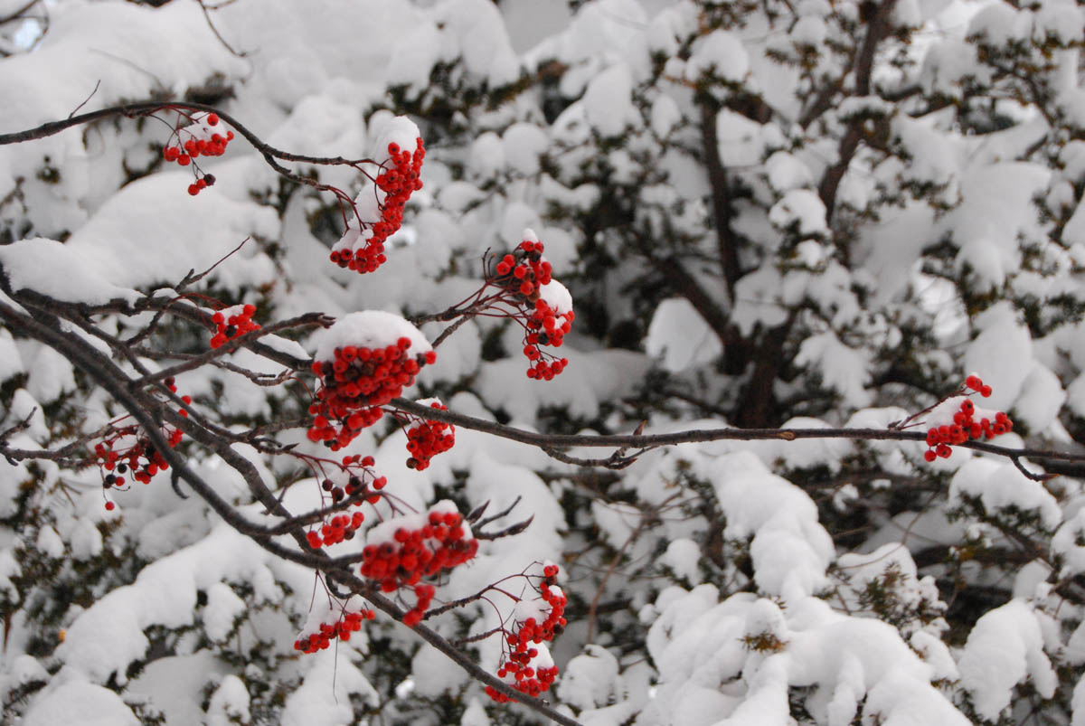 Experience Japan snow scenery of Hokkaido