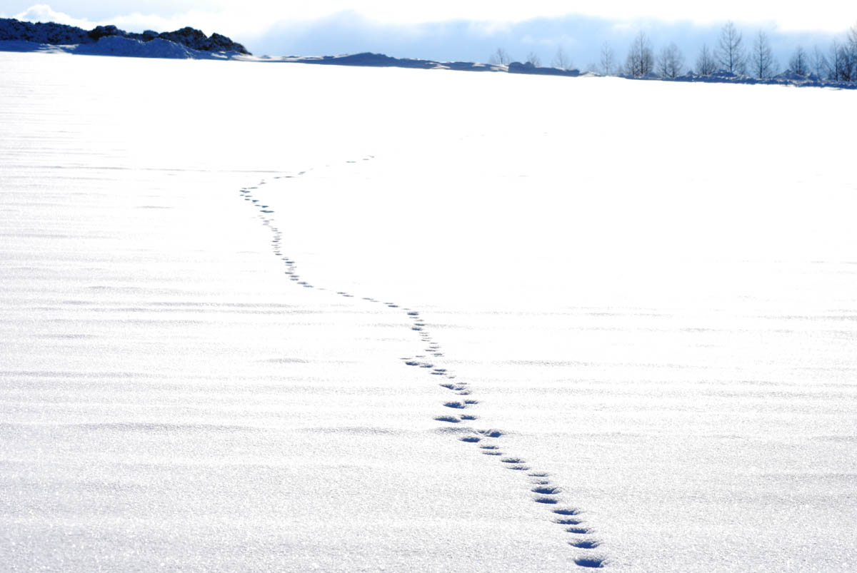 Japanese Countryside 