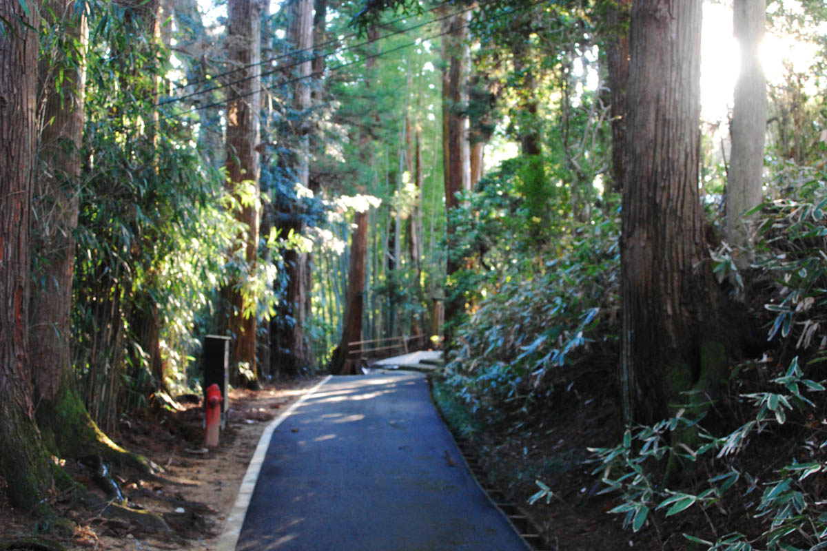 Forest bathing journey Chusonji Temple and its approach