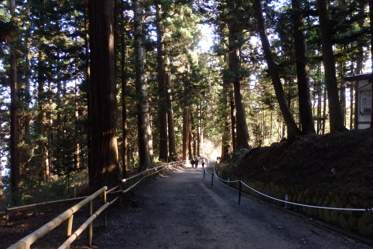 Forest bathing journey Chusonji Temple and its approach